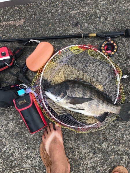 黒鯛と餌箱の風景
