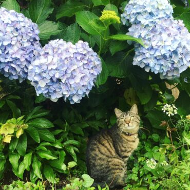 【 取材】フェリシモ猫部さま　ＰＯＮとWELL ♀202006, 202507