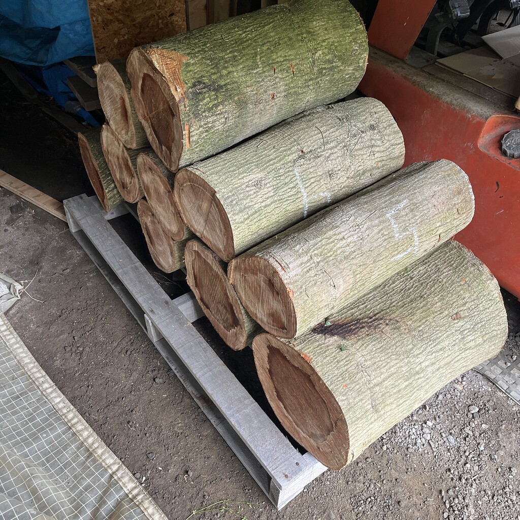 小学生が伐採した地元のマテバシイ