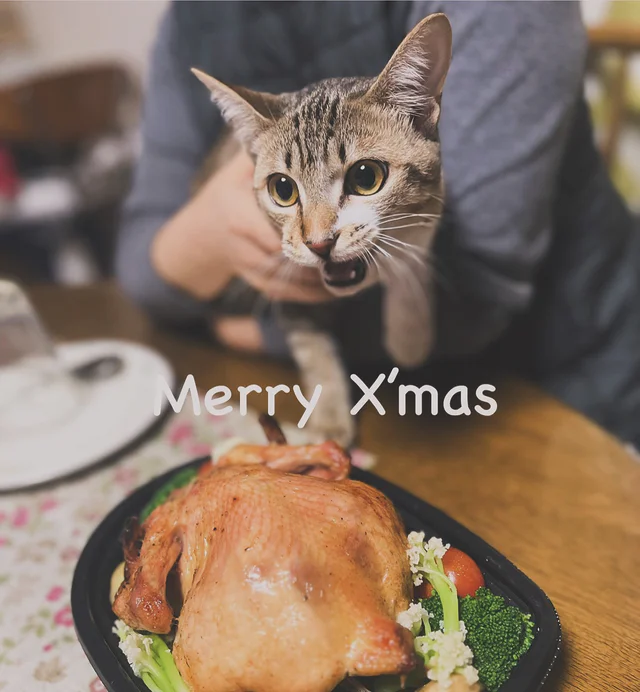 メリークリスマス✨
みなさんどうぞ楽しくお過ごしください😸
#ウェル猫
#zukoushitu