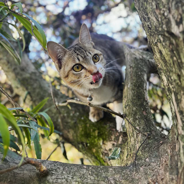 野生と日常
#ウェル猫
#看板猫
#zukoushitu